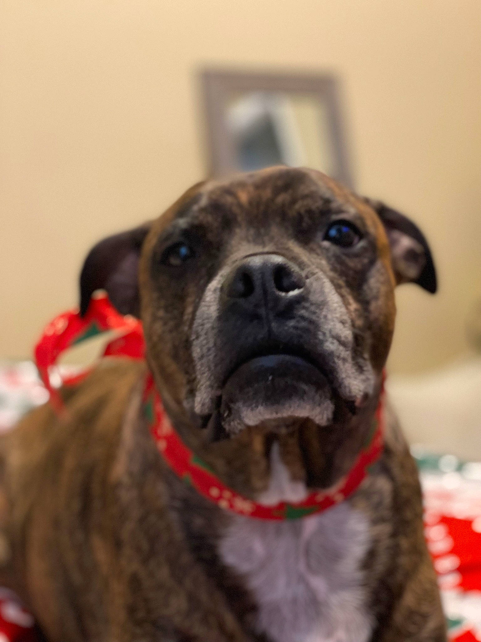 Charlie joined the competition — help win amazing prizes! ancient_dog_breeds, canidae, carnivore, collar, companion_dog, dog, dog_breed, dog_collar, fur, giant_dog_breed, guard_dog, molosser, non_sporting_group, terrestrial_animal, whiskers, working_animal, working_dog, wrinkle