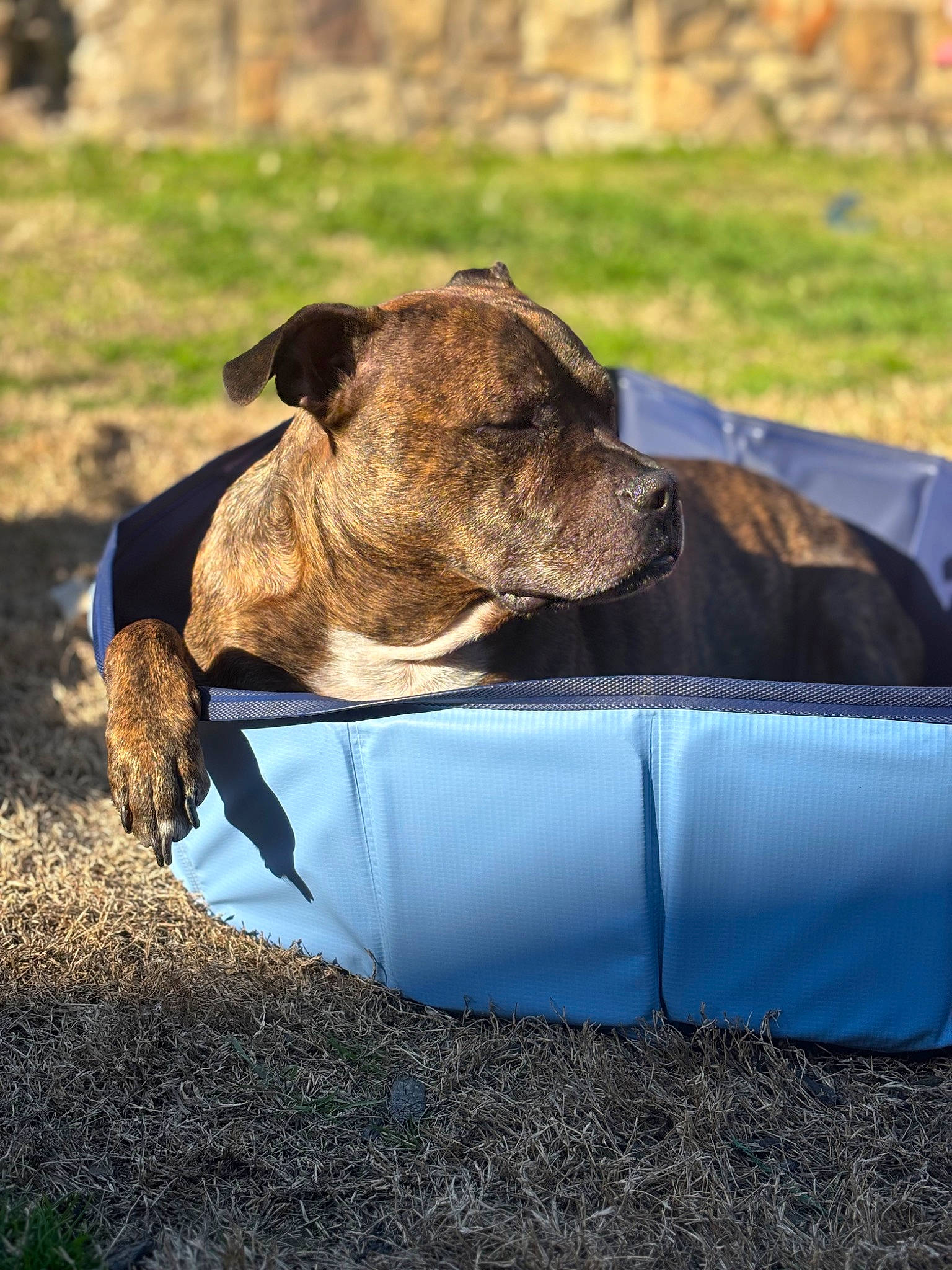 Charlie joined the competition — help win amazing prizes! airedale_terrier, canidae, carnivore, collar, companion_dog, dog, dog_breed, dog_collar, dog_supply, electric_blue, fashion_accessory, fawn, grass, pet_supply, snout, sporting_group, terrestrial_animal, terrier, working_animal, working_dog