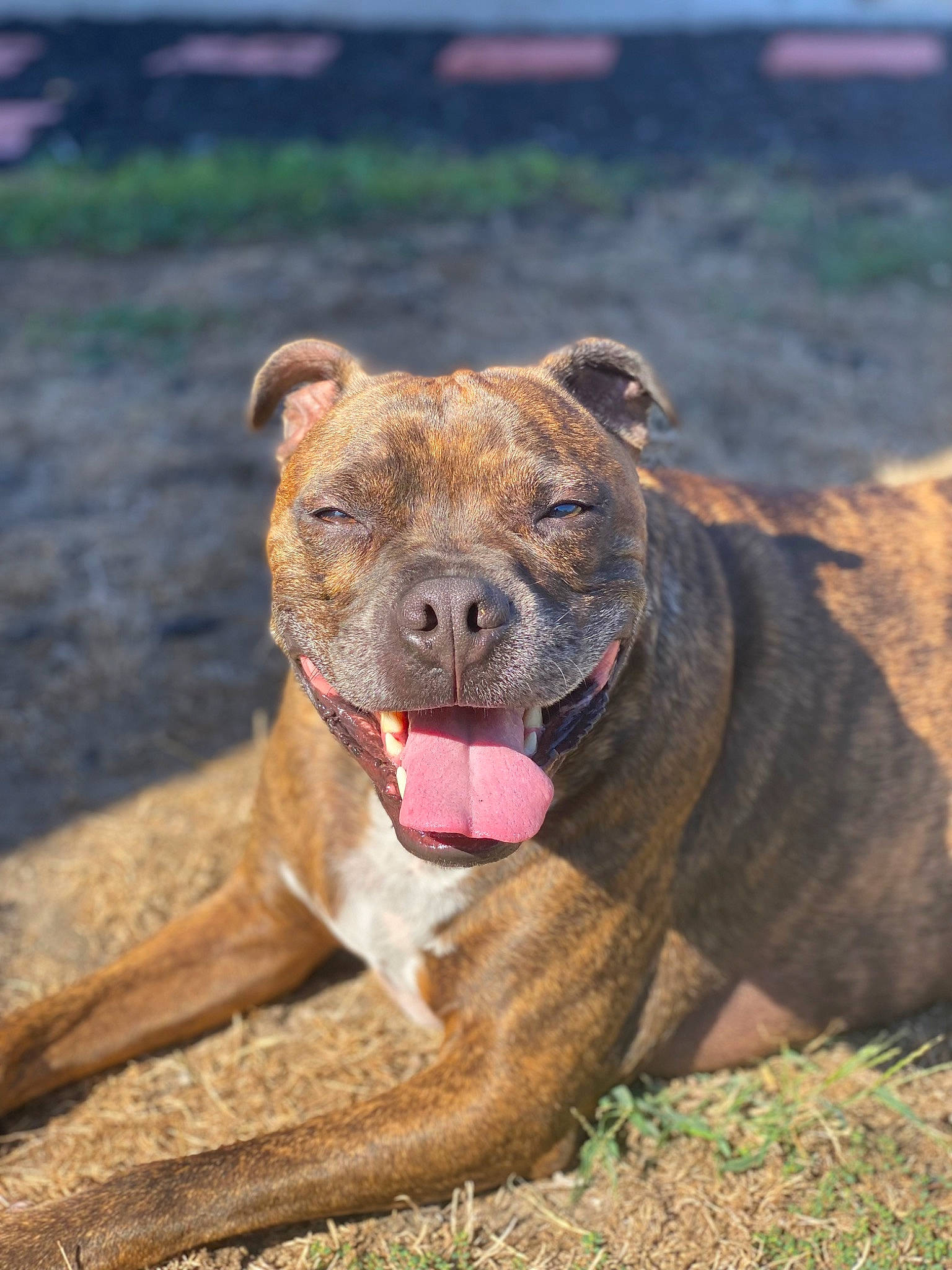 Charlie joined the competition — help win amazing prizes! ancient_dog_breeds, canidae, carnivore, companion_dog, dog, dog_breed, fawn, grass, grassland, landscape, liver, molosser, non_sporting_group, soil, sporting_group, terrestrial_animal, wood, working_animal, working_dog, wrinkle