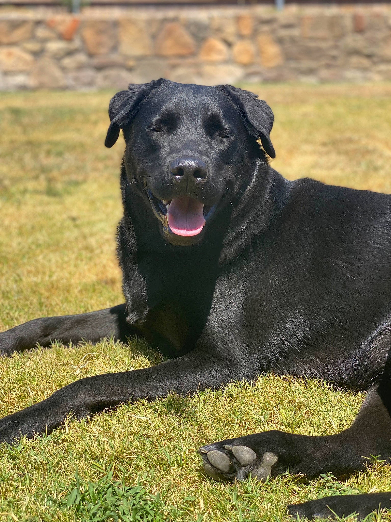 Cash joined the competition — help win amazing prizes! borador, canidae, carnivore, collar, companion_dog, dog, dog_breed, dog_collar, event, grass, grassland, gun_dog, labrador_retriever, retriever, snout, sporting_group, tail, terrestrial_animal, working_animal, working_dog