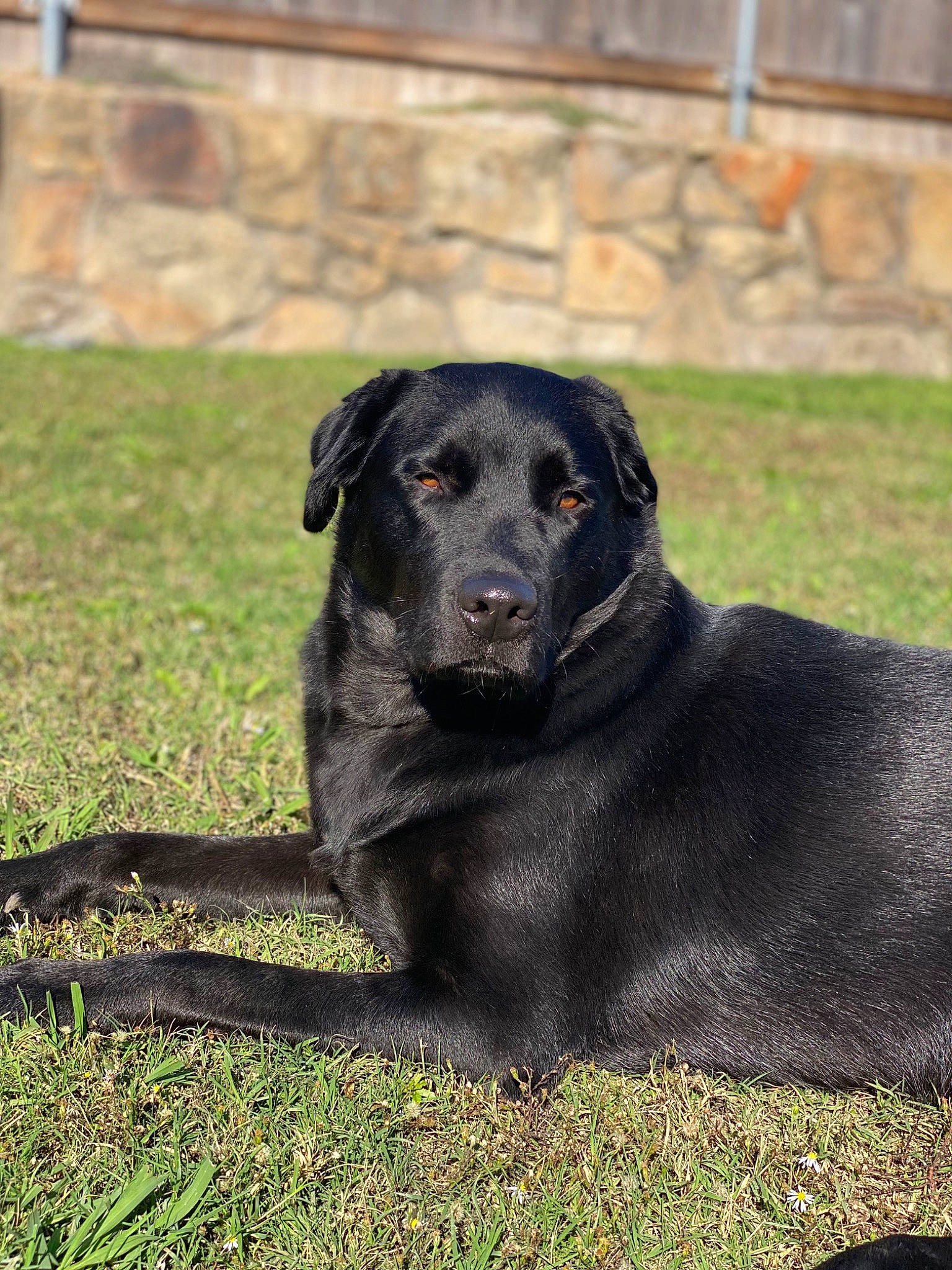 Cash is registered to the contest to win money with this photo: borador, carnivore, collar, companion_dog, dog, dog_breed, dog_collar, event, fur, grass, guard_dog, gun_dog, labrador_retriever, plant, retriever, sporting_group, terrestrial_animal, tree, whiskers, working_animal