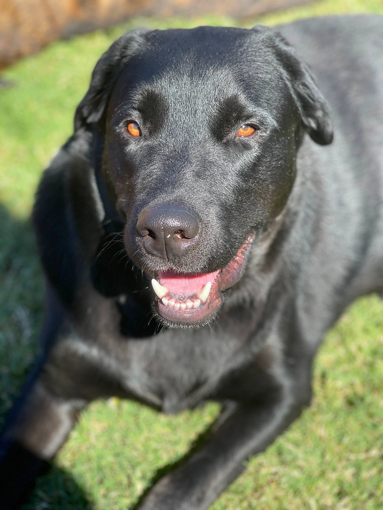 Cash joined the competition — help win amazing prizes! borador, canidae, carnivore, collar, companion_dog, dog, dog_breed, dog_collar, grass, gun_dog, hunting_dog, plant, retriever, snout, sporting_group, terrestrial_animal, whiskers, working_animal, working_dog