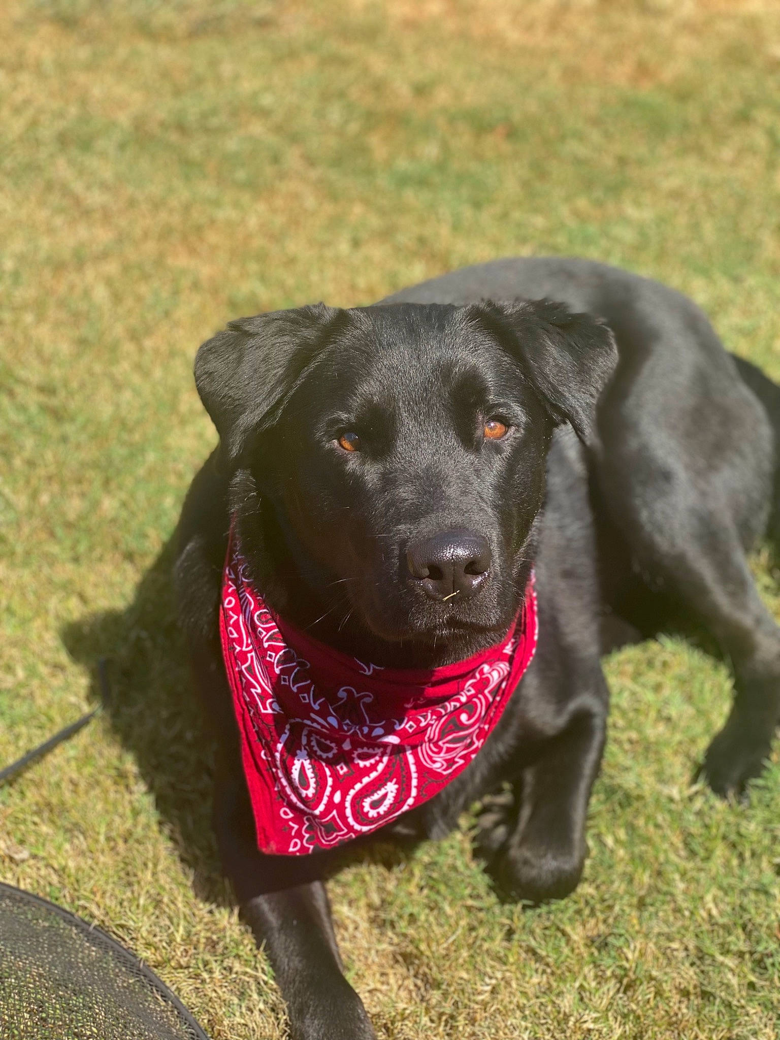 Cash is registered to the contest to win money with this photo: borador, canidae, carnivore, collar, companion_dog, dog, dog_breed, dog_collar, fur, grass, gun_dog, labrador_retriever, liver, pet_supply, pointing_breed, retriever, snout, sporting_group, whiskers, working_animal