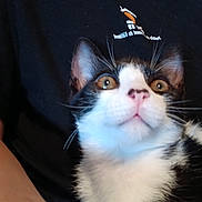 Oreo a rejoint le concours — aidez-le/la à gagner de superbes lots ! cat, kitten, animal, pet, black_and_white, fur, whiskers, face, ears, eyes, nose, mouth, person, arm, clothing, shirt, indoor, closeup, curious, young