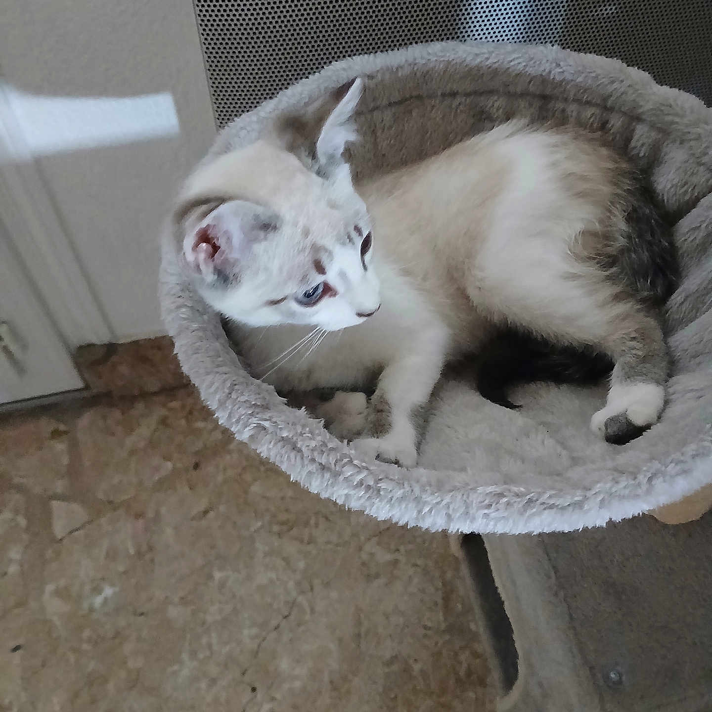 Nala participe au concours pour gagner de l'argent avec cette photo : animal, cat, cat_bed, cat_tree, curious, domestic_animal, ears, eyes, feline, floor, fur, indoor, light, looking_away, pet, relaxing, resting, shadow, soft_texture, whiskers