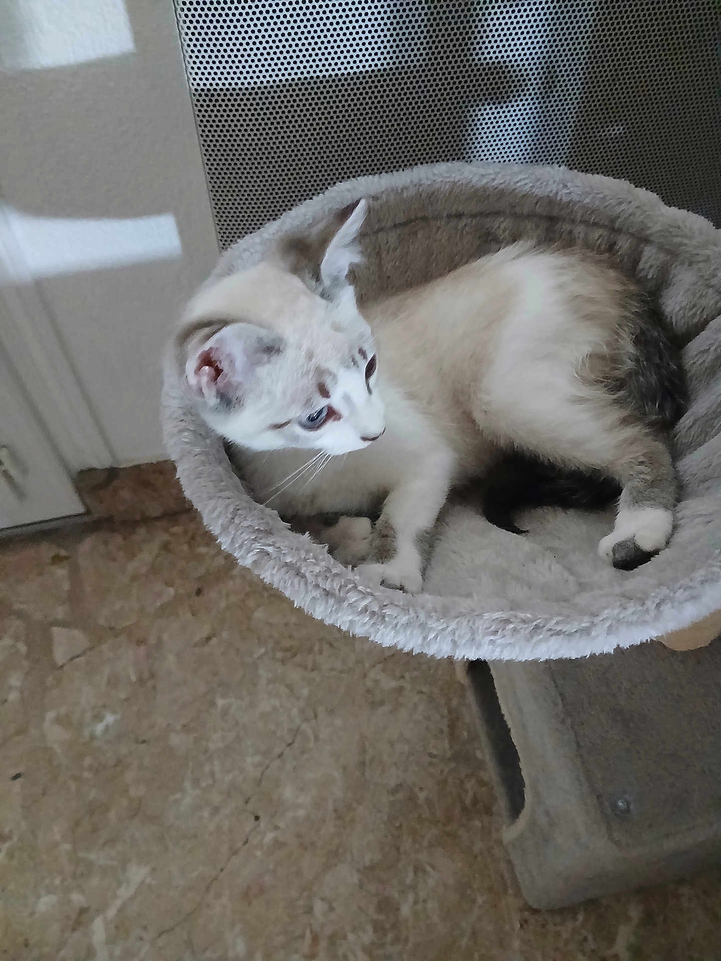 Nala participe au concours pour gagner de l'argent avec cette photo : cat, cat_bed, cat_tree, indoor, feline, pet, animal, fur, whiskers, relaxing, looking_away, soft_texture, floor, shadow, light, ears, eyes, resting, domestic_animal, curious