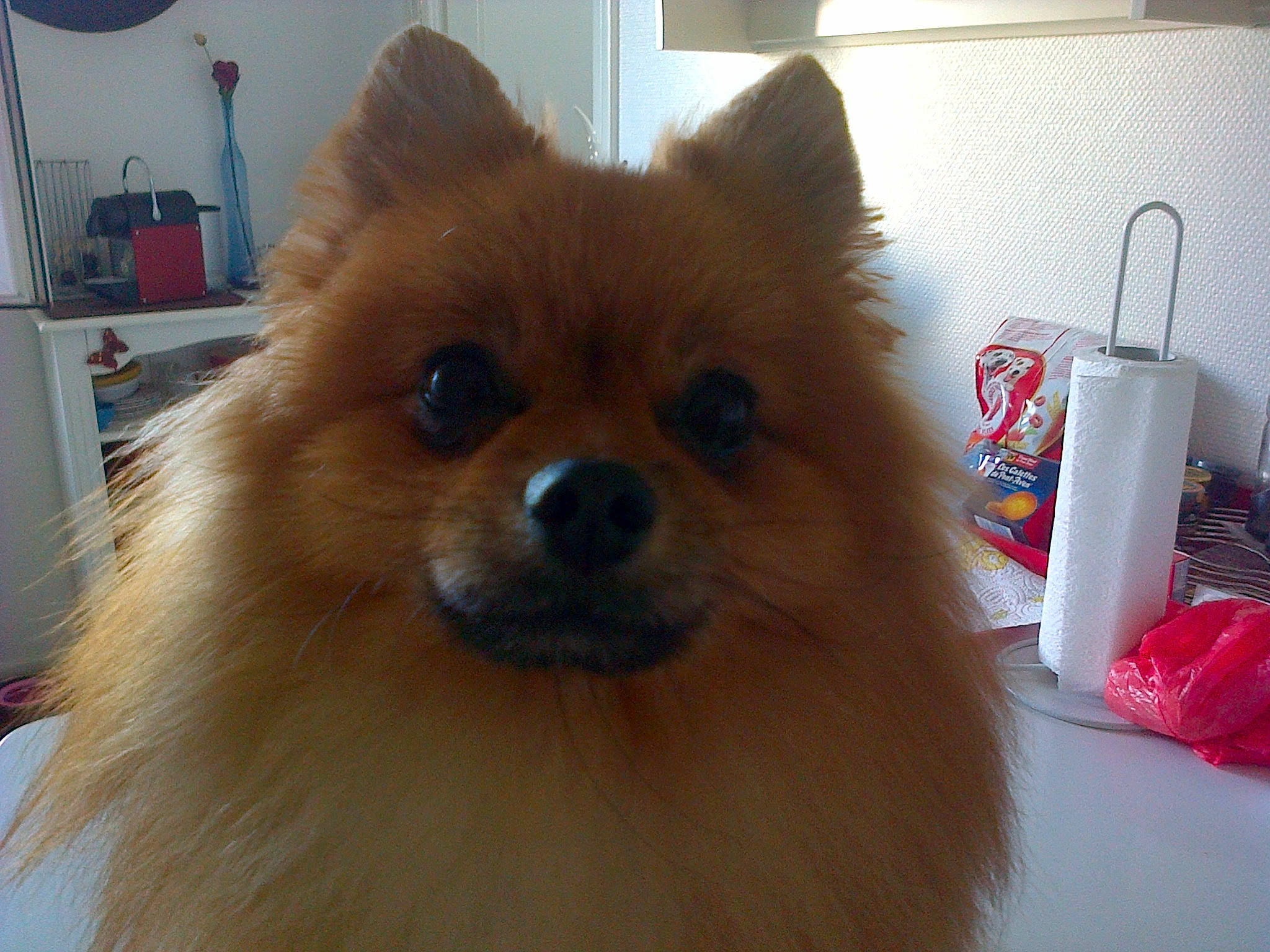 Inouk a rejoint le concours — aidez-le/la à gagner de superbes lots ! carnivore, companion_dog, corgi_chihuahua, dog, dog_breed, fawn, fur, german_spitz, german_spitz_klein, german_spitz_mittel, lamp, liver, pomeranian, snout, spitz, terrestrial_animal, toy_dog, volpino_italiano, whiskers, working_animal