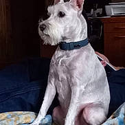 Jack is registered to the contest to win money with this photo: dog, white_dog, sitting, indoor, blanket, collar, furniture, printer, wooden_cabinet, pet, canine, side_view, alert, domestic_animal, cozy, home, fur, animal, companion, resting