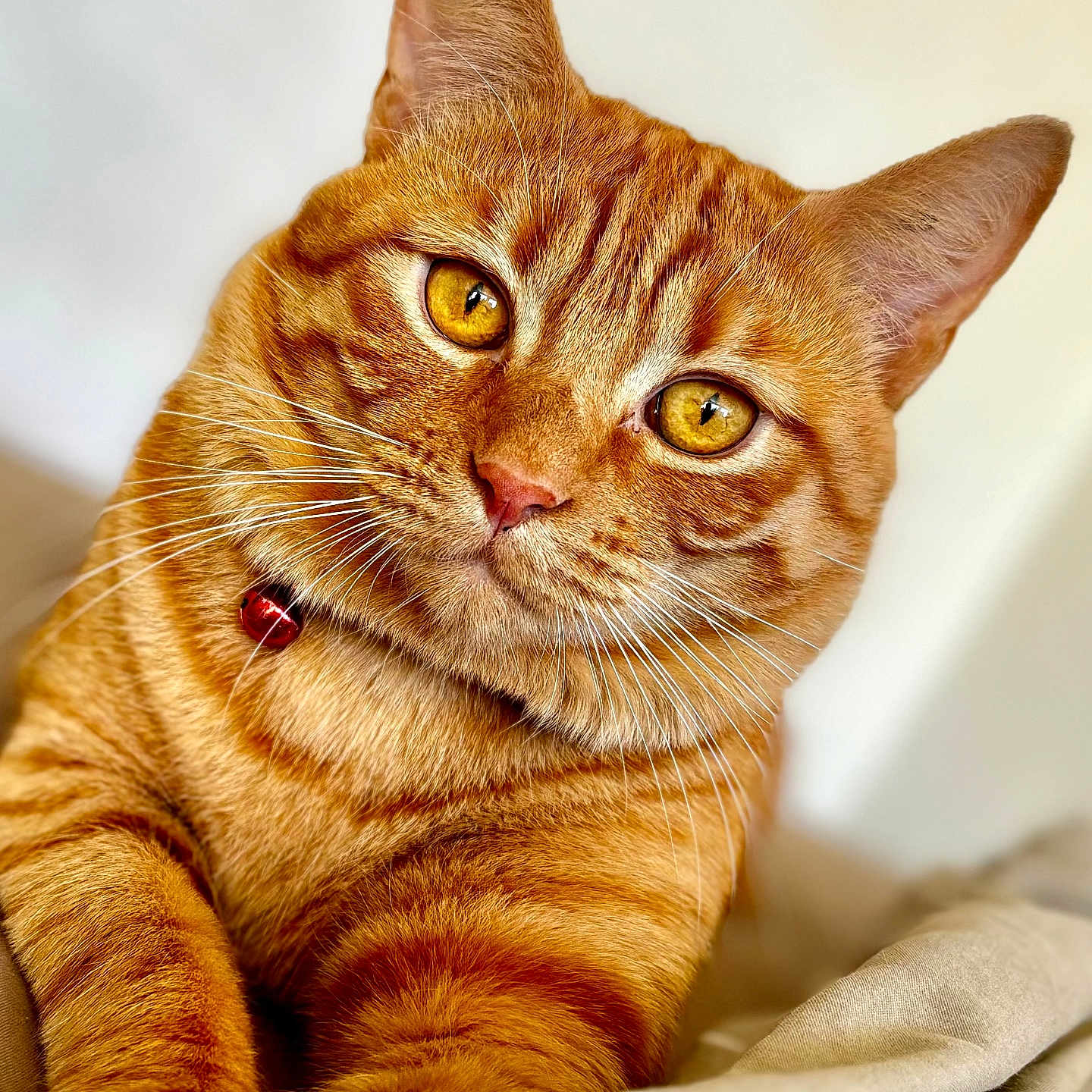 Felix participe au concours pour gagner de l'argent avec cette photo : abyssinian, animal, cat, hardwood, kitten, manx, pet, wood