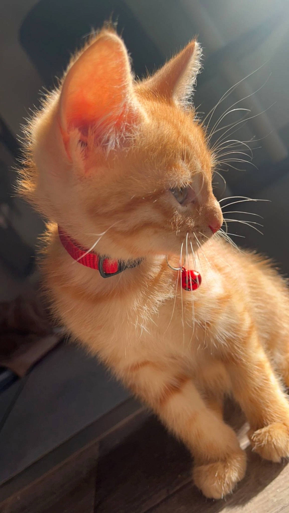 Felix participe au concours pour gagner de l'argent avec cette photo : carnivore, cat, claw, collar, domestic_short_haired_cat, eye, fang, fawn, felidae, foot, fur, gesture, head, paw, small_to_medium_sized_cats, snout, tail, terrestrial_animal, whiskers, window