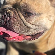 Drako joined the competition — help win amazing prizes! dog, bulldog, close_up, tongue_out, panting, wrinkles, pet, animal, canine, muzzle, outdoor, sunlight, blurred_background, happy, face, nose, mouth, fur, paw, hand
