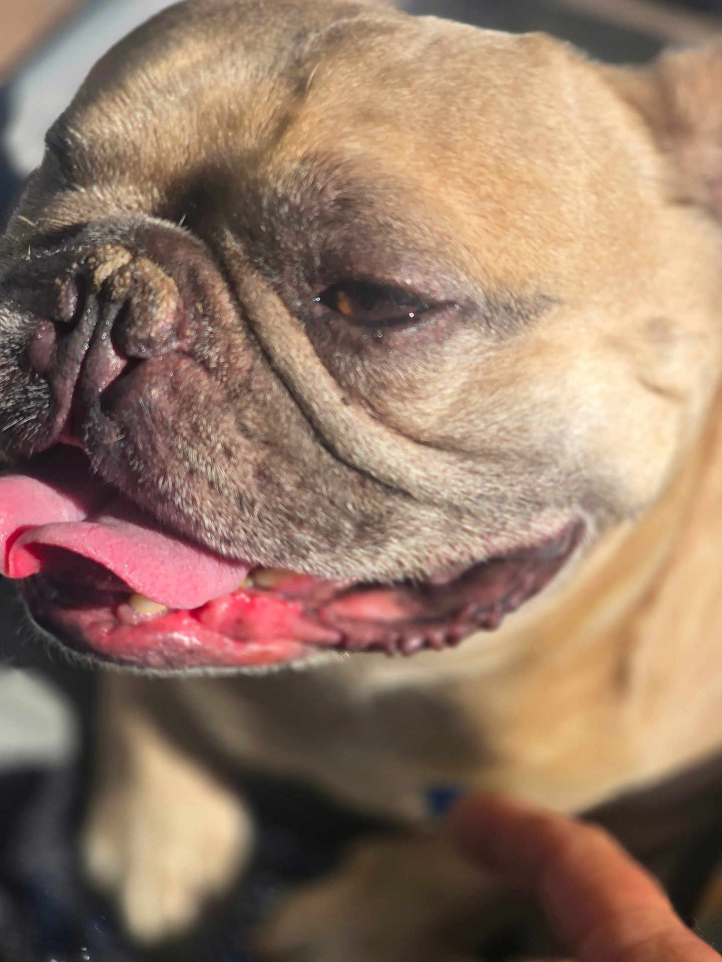 Drako joined the competition — help win amazing prizes! dog, bulldog, close_up, tongue_out, panting, wrinkles, pet, animal, canine, muzzle, outdoor, sunlight, blurred_background, happy, face, nose, mouth, fur, paw, hand
