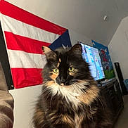 Pibble is registered to the contest to win money with this photo: cat, tortoiseshell, fluffy, pet, indoor, blanket, red, flag, puerto_rican_flag, living_room, television, furniture, wall, domestic_animal, cute, animal, whiskers, ears, eyes, fur