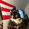 cat, tortoiseshell, fluffy, pet, indoor, blanket, red, flag, puerto_rican_flag, living_room, television, furniture, wall, domestic_animal, cute, animal, whiskers, ears, eyes, fur