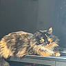 Pibble is registered to the contest to win money with this photo: cat, tortoiseshell_cat, fluffy, pet, animal, indoor, wooden_surface, toy_truck, red, shelf, relaxed, feline, long_hair, whiskers, green_eyes, domestic_cat, resting, shadow, lighting, closeup