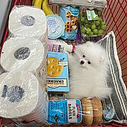 Bella is registered to the contest to win money with this photo: dog, shopping_cart, toilet_paper, bagels, crackers, grapes, yogurt, blanket, plastic_wrap, food, groceries, pet, white_fur, fluffy, cute, small_dog, indoor, store, packaging, red_cart