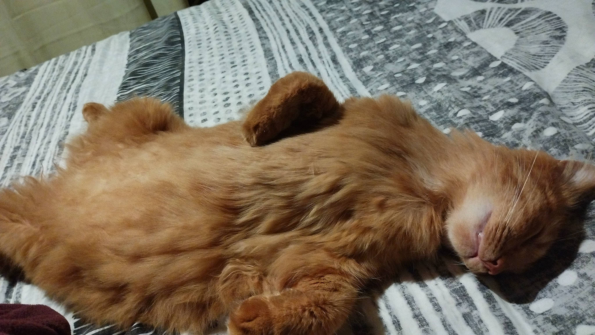 Izi participe au concours pour gagner de l'argent avec cette photo : carnivore, cat, claw, comfort, fawn, felidae, fur, liver, nap, natural_material, paw, small_to_medium_sized_cats, tail, terrestrial_animal, whiskers, wood