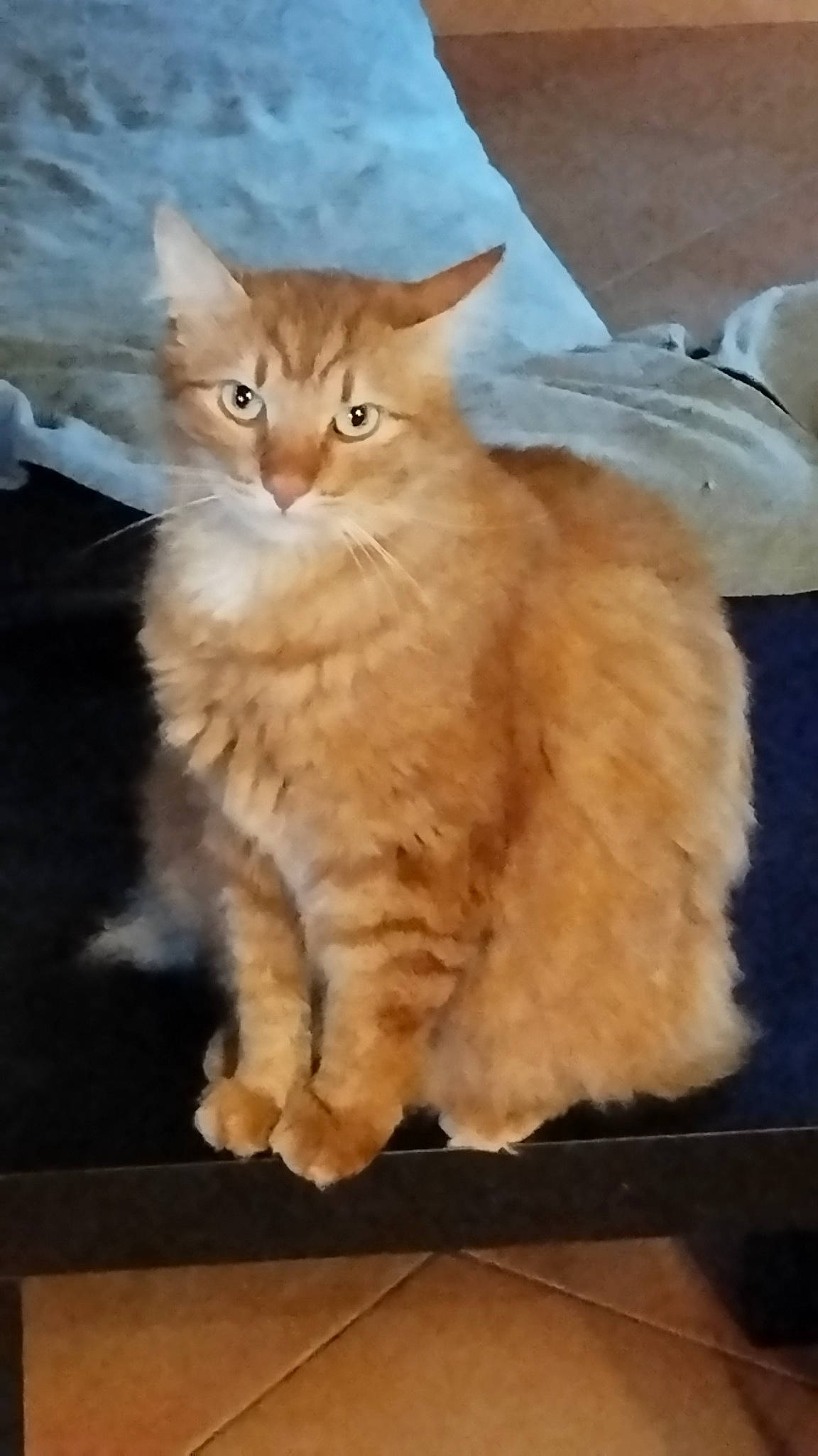 Izi participe au concours pour gagner de l'argent avec cette photo : carnivore, cat, claw, domestic_short_haired_cat, fawn, felidae, fur, gesture, paw, small_to_medium_sized_cats, snout, tail, terrestrial_animal, whiskers, wood