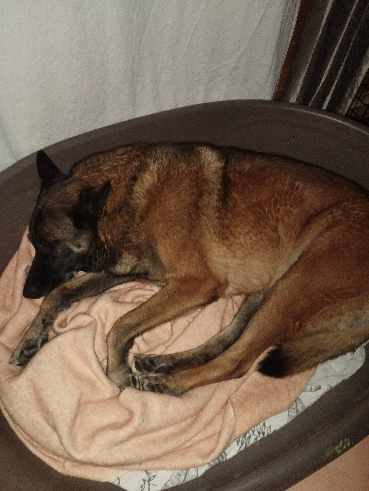 Laïka participe au concours pour gagner de l'argent avec cette photo : canidae, carnivore, comfort, companion_dog, dog, dog_bed, dog_breed, fawn, felidae, fur, linens, liver, nap, paw, small_to_medium_sized_cats, snout, sporting_group, tail, terrestrial_animal, whiskers