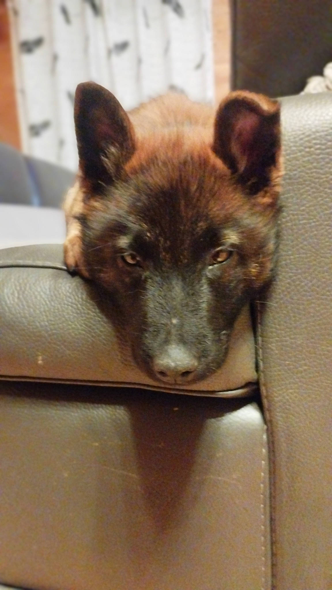 Urkane a rejoint le concours — aidez-le/la à gagner de superbes lots ! canidae, carnivore, companion_dog, dog, dog_breed, fawn, fur, german_shepherd_dog, old_german_shepherd_dog, snout, sporting_group, terrestrial_animal, whiskers, working_animal, working_dog