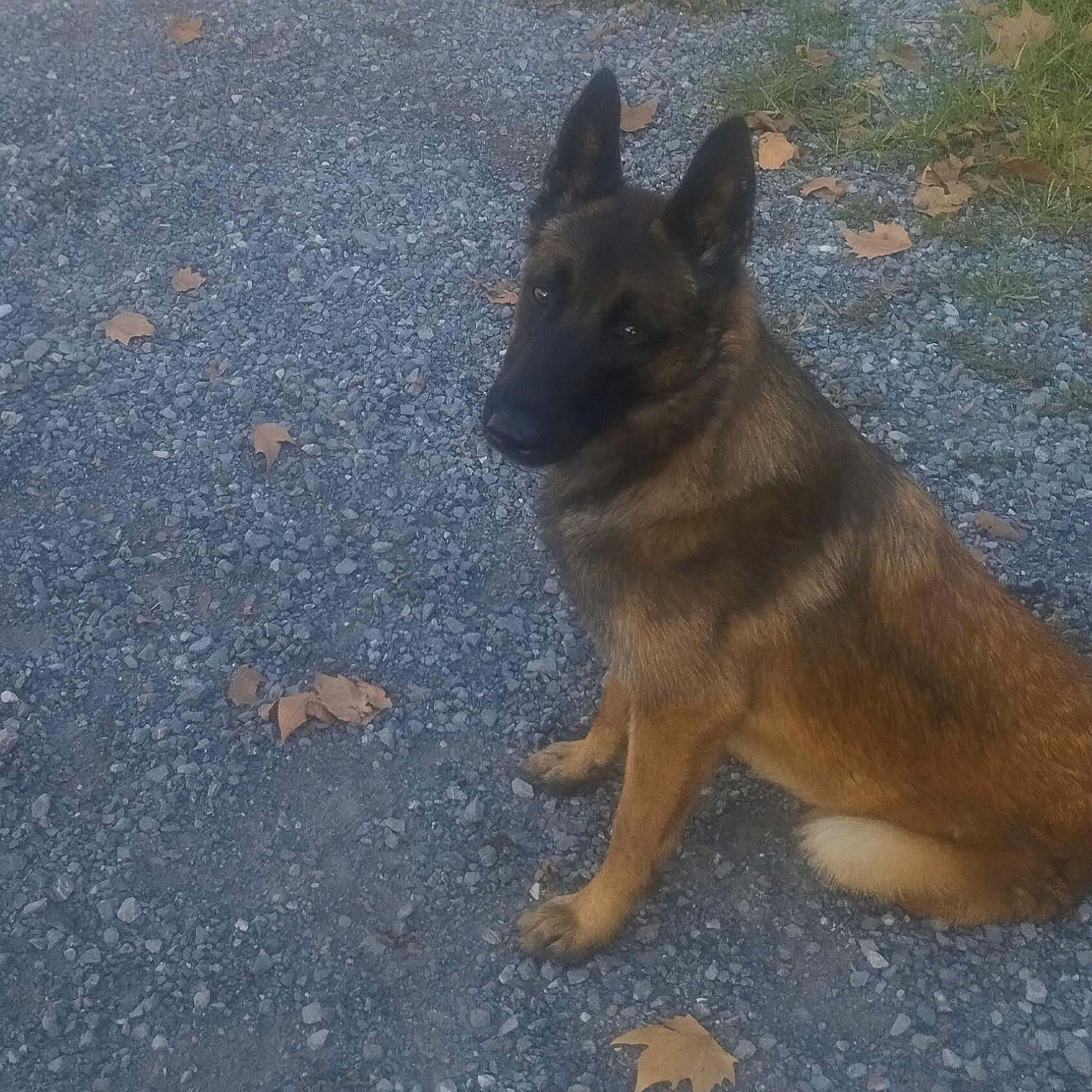 Urkane a rejoint le concours — aidez-le/la à gagner de superbes lots ! animal, canine, dog, germanshepherd, pebble, pet, policedog, puppy, road, slate