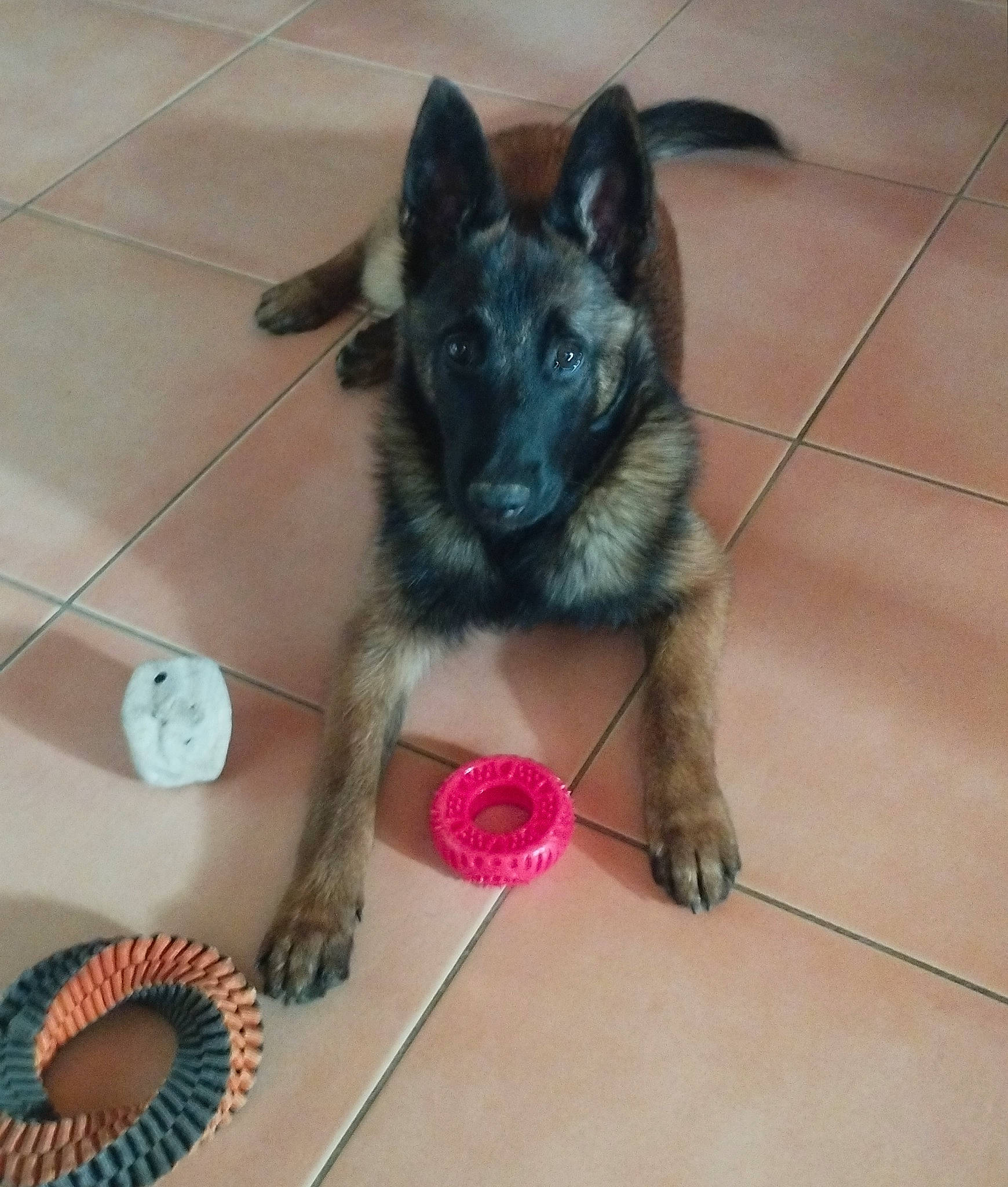 Urkane participe au concours pour gagner de l'argent avec cette photo : audio_equipment, canidae, carnivore, circle, companion_dog, dog, dog_breed, dog_supply, fawn, flooring, fur, hardwood, paw, snout, sporting_group, tail, tile_flooring, toy, whiskers, working_dog