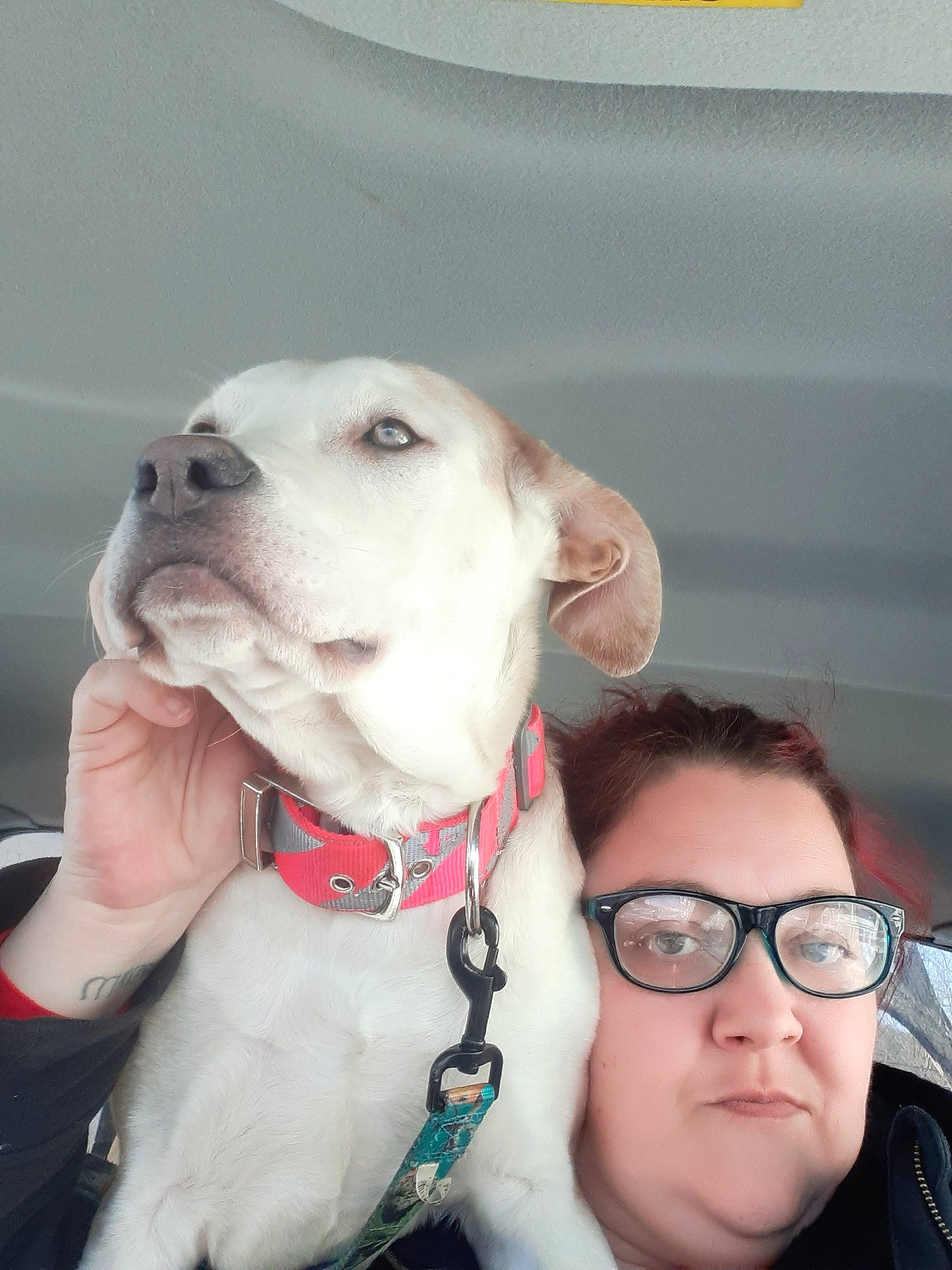 Mavis Ann joined the competition — help win amazing prizes! canidae, carnivore, collar, companion_dog, dog, dog_breed, dog_collar, eyewear, fawn, goggles, guard_dog, happy, leash, non_sporting_group, pet_supply, selfie, sporting_group, sunglasses, whiskers, working_animal