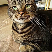 Sweetheart is registered to the contest to win money with this photo: cat, tabby, green_eyes, whiskers, indoor, furniture, floor, chair, pet, animal, close_up, relaxed, fur, mammal, domestic, home, portrait, cute, resting, looking