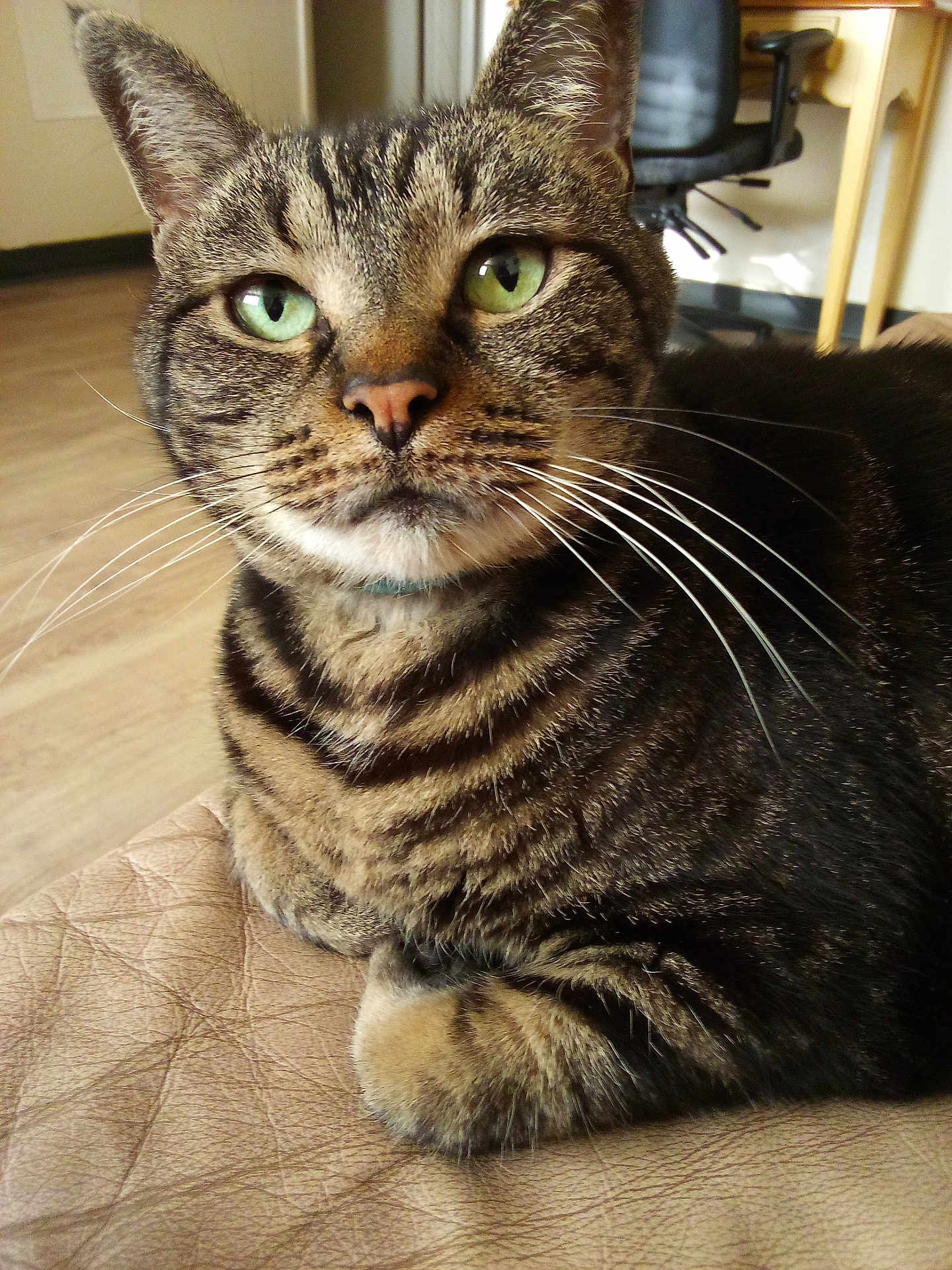 Sweetheart is registered to the contest to win money with this photo: cat, tabby, green_eyes, whiskers, indoor, furniture, floor, chair, pet, animal, close_up, relaxed, fur, mammal, domestic, home, portrait, cute, resting, looking