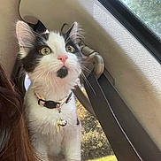 Stormy is registered to the contest to win money with this photo: cat, kitten, black_and_white, pet, indoor, car_interior, collar, bell, curious, fur, whiskers, window, sunlight, seatbelt, animal, young, cute, alert, portrait, close_up