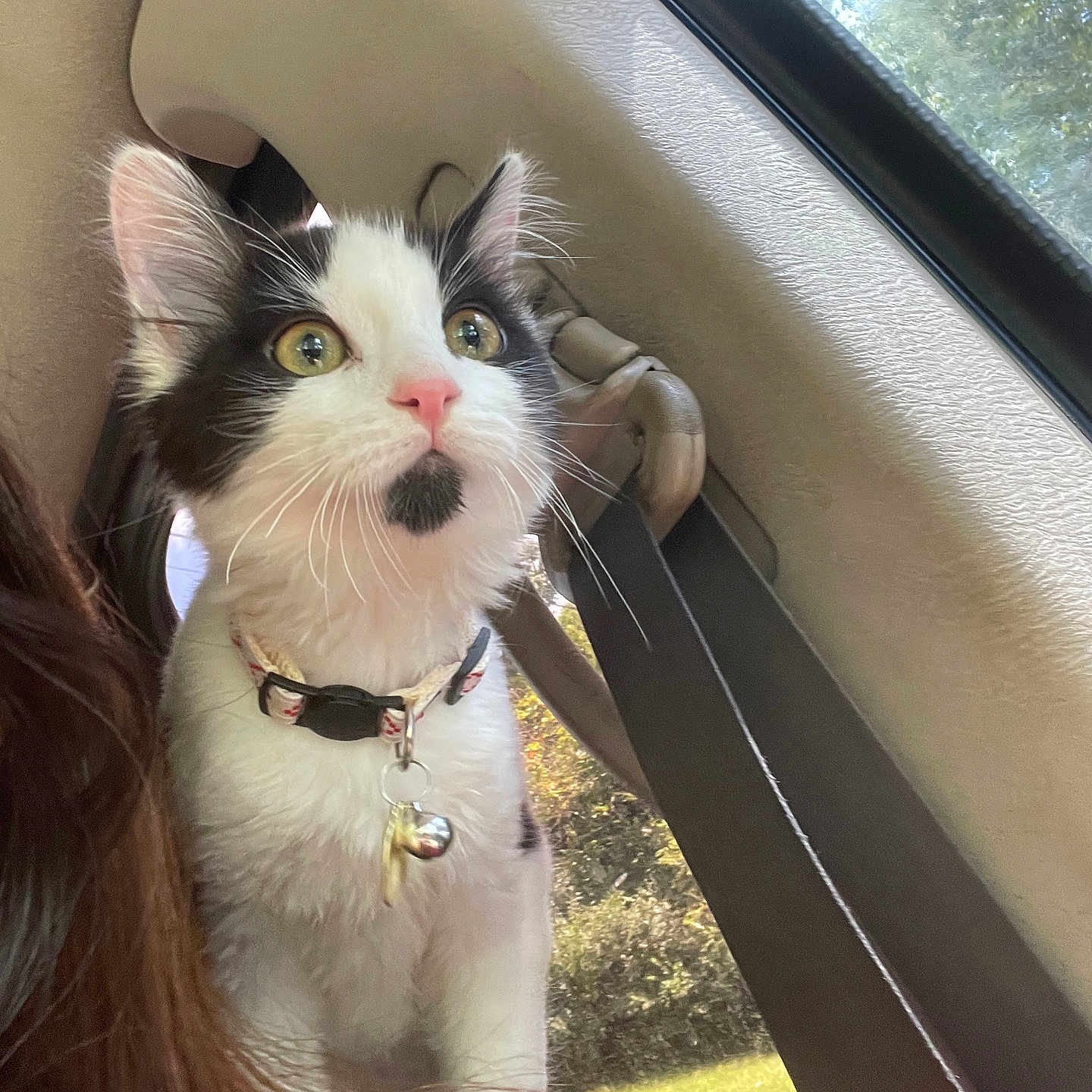 Stormy is registered to the contest to win money with this photo: alert, animal, bell, black_and_white, car_interior, cat, close_up, collar, curious, cute, fur, indoor, kitten, pet, portrait, seatbelt, sunlight, whiskers, window, young