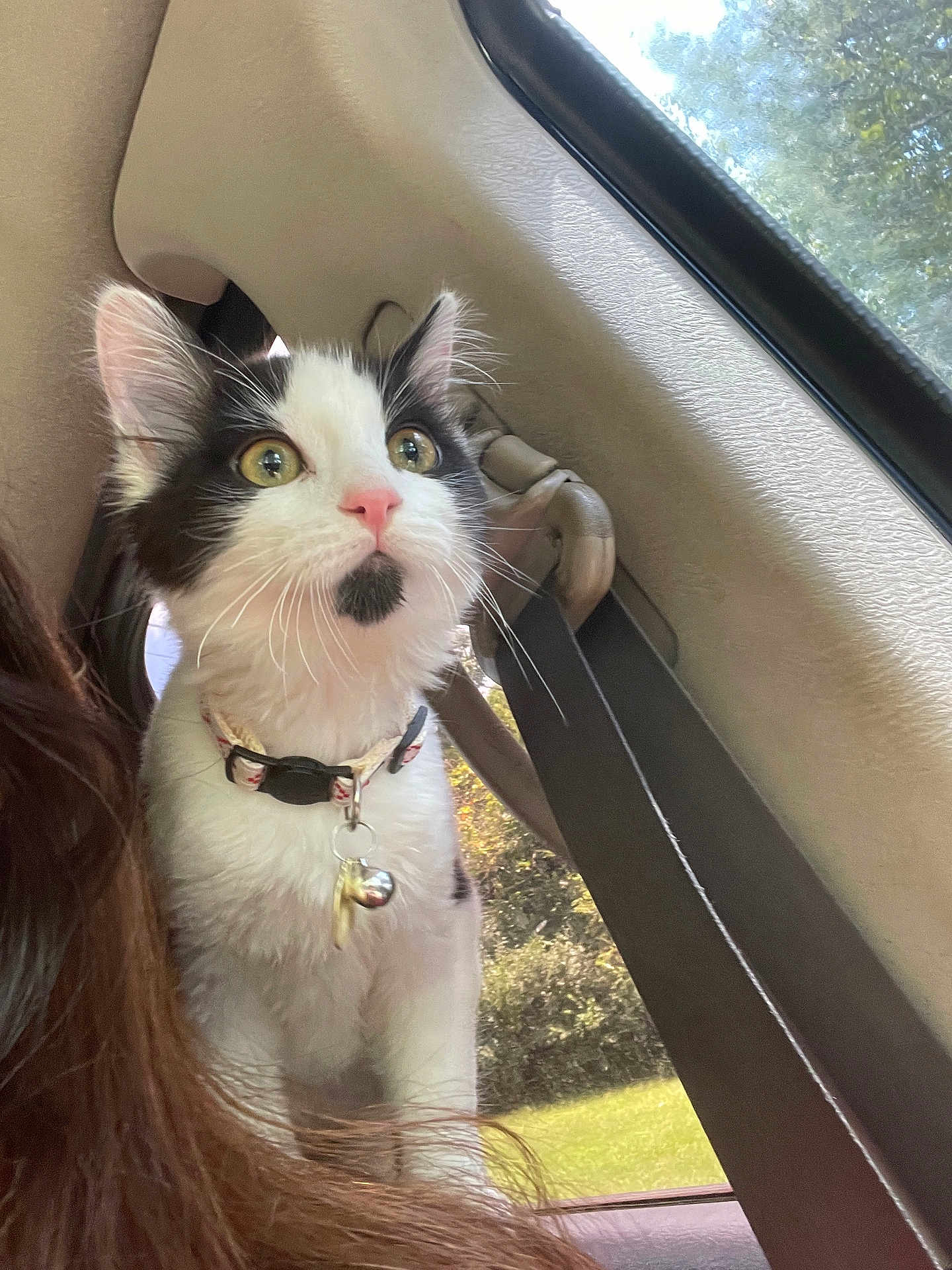Stormy is registered to the contest to win money with this photo: cat, kitten, black_and_white, pet, indoor, car_interior, collar, bell, curious, fur, whiskers, window, sunlight, seatbelt, animal, young, cute, alert, portrait, close_up