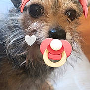 Kueen is registered to the contest to win money with this photo: animal, black_nose, brown_fur, close_up, cute, digital_bow, dog, ears, face, fluffy, heart_graphic, indoor, looking_at_camera, nose, pacifier, pet, pink_bow, portrait, small_dog, whiskers