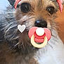 animal, black_nose, brown_fur, close_up, cute, digital_bow, dog, ears, face, fluffy, heart_graphic, indoor, looking_at_camera, nose, pacifier, pet, pink_bow, portrait, small_dog, whiskers