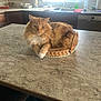 appliances, basket, cat, chair, countertop, curled_up, domestic, feline, fluffy, fur, home_interior, kitchen, natural_light, orange_cat, pet, relaxed, sink, table, white_paws, window
