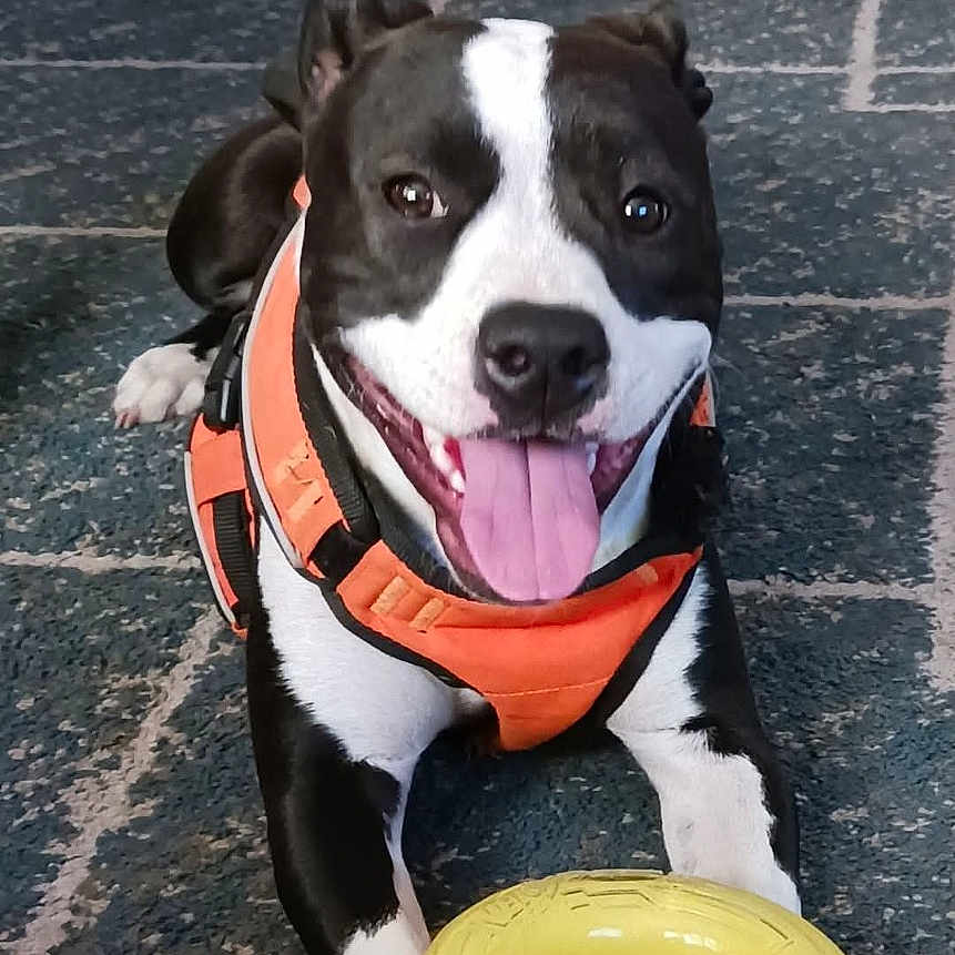 Gidget joined the competition — help win amazing prizes! accessories, animal, bostonbull, boxer, bulldog, canine, clothing, dog, face, head, hound, husky, person, pet, photography, pitbull, portrait, puppy, strap, text