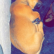 Dzeuse a rejoint le concours — aidez-le/la à gagner de superbes lots ! accessories, animal, ball, boxer, bulldog, canine, dog, hound, labradorretriever, leash, person, pet, pool, puppy, sleeping, sport, strap, tennis, tennisball, water