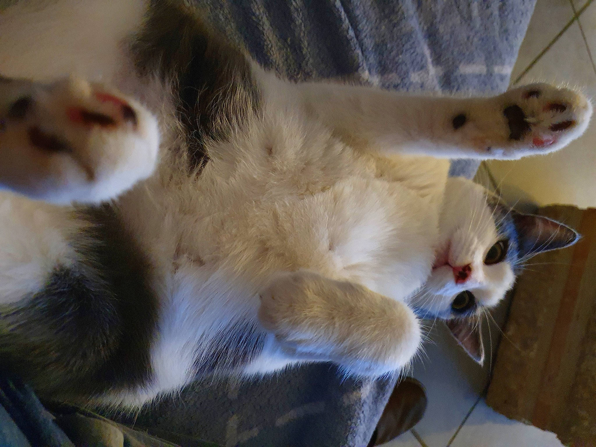 Salomé participe au concours pour gagner de l'argent avec cette photo : balinese, canidae, carnivore, cat, claw, comfort, domestic_short_haired_cat, fawn, felidae, fur, nap, paw, small_to_medium_sized_cats, tail, thai, whiskers