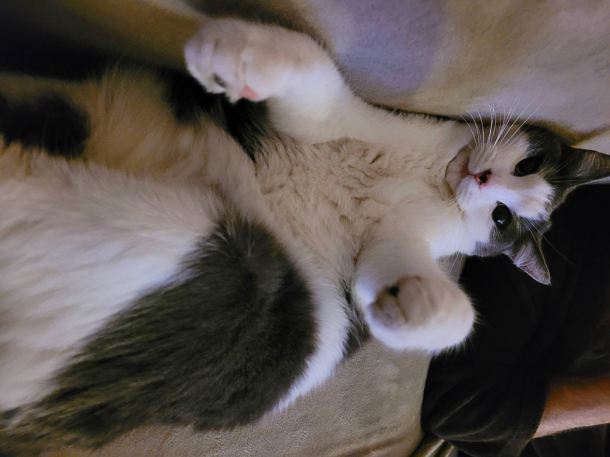 Salomé a rejoint le concours — aidez-le/la à gagner de superbes lots ! canidae, carnivore, cat, claw, comfort, domestic_short_haired_cat, fawn, felidae, fur, nap, paw, small_to_medium_sized_cats, snout, tail, whiskers