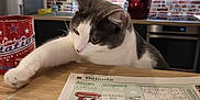 Salomé a rejoint le concours — aidez-le/la à gagner de superbes lots ! carmine, carnivore, cat, comfort, domestic_short_haired_cat, felidae, fur, paper_product, paw, pet_supply, publication, room, small_to_medium_sized_cats, tail, whiskers