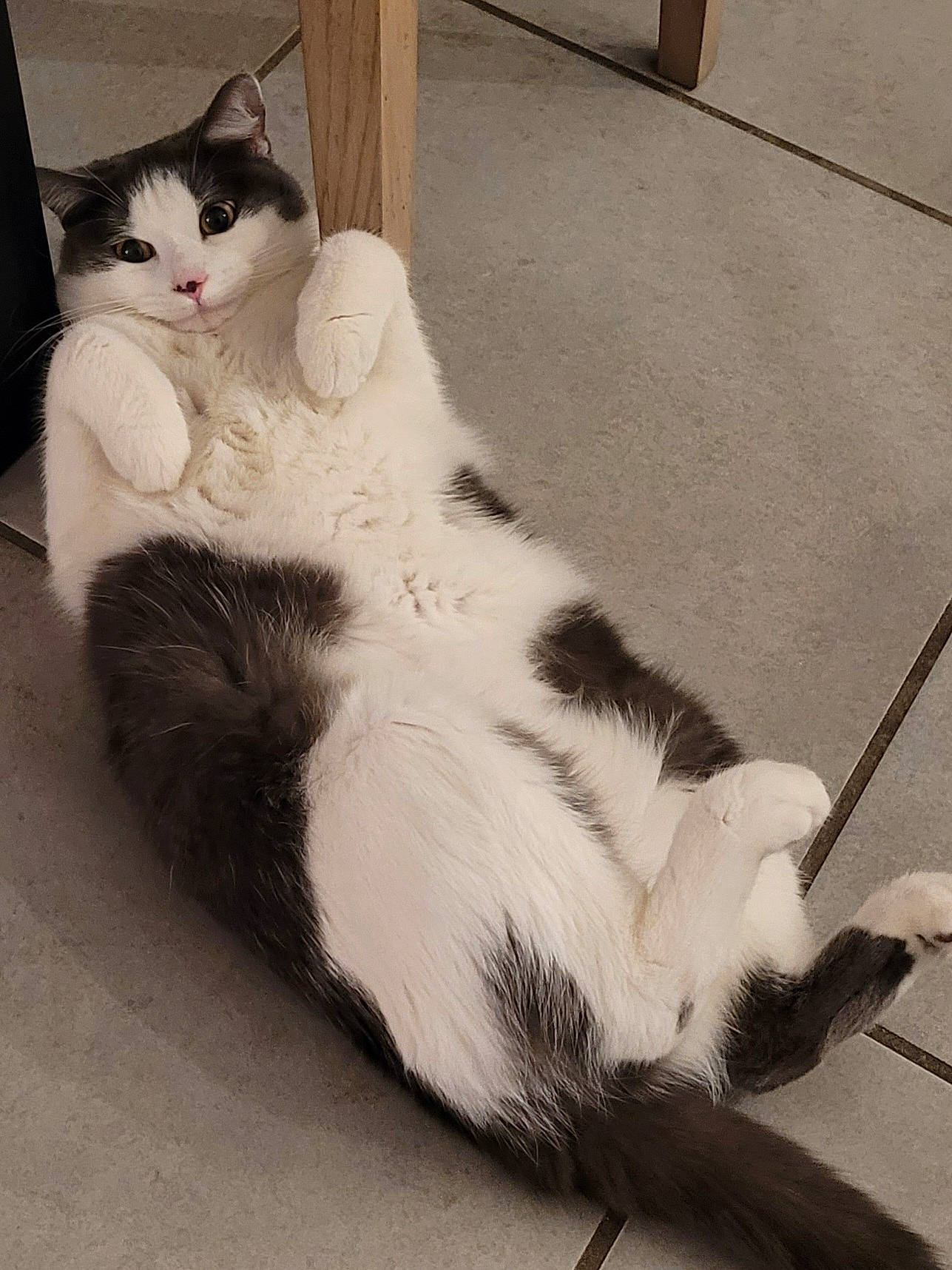 Salomé participe au concours pour gagner de l'argent avec cette photo : carnivore, cat, claw, comfort, domestic_short_haired_cat, felidae, flooring, foot, fur, human_leg, lap, monochrome, paw, sitting, small_to_medium_sized_cats, snout, tail, whiskers, window, wood