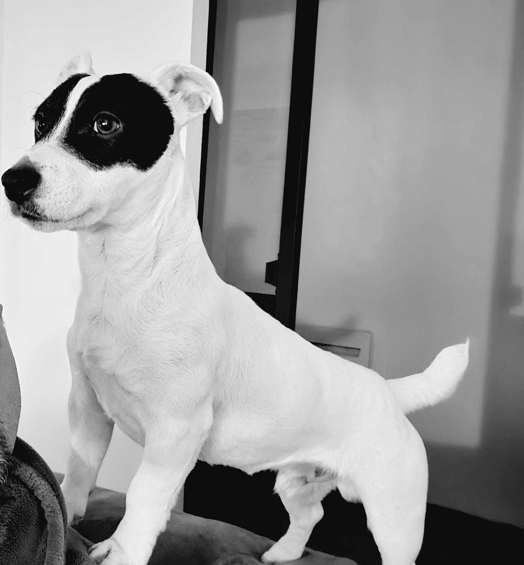 Tonic participe au concours pour gagner de l'argent avec cette photo : alert, alertness, animal, black_and_white, canine, close_up, companion, couch, cute, dog, domestic, ears, fur, indoor, looking_away, pet, portrait, small_dog, standing, tail