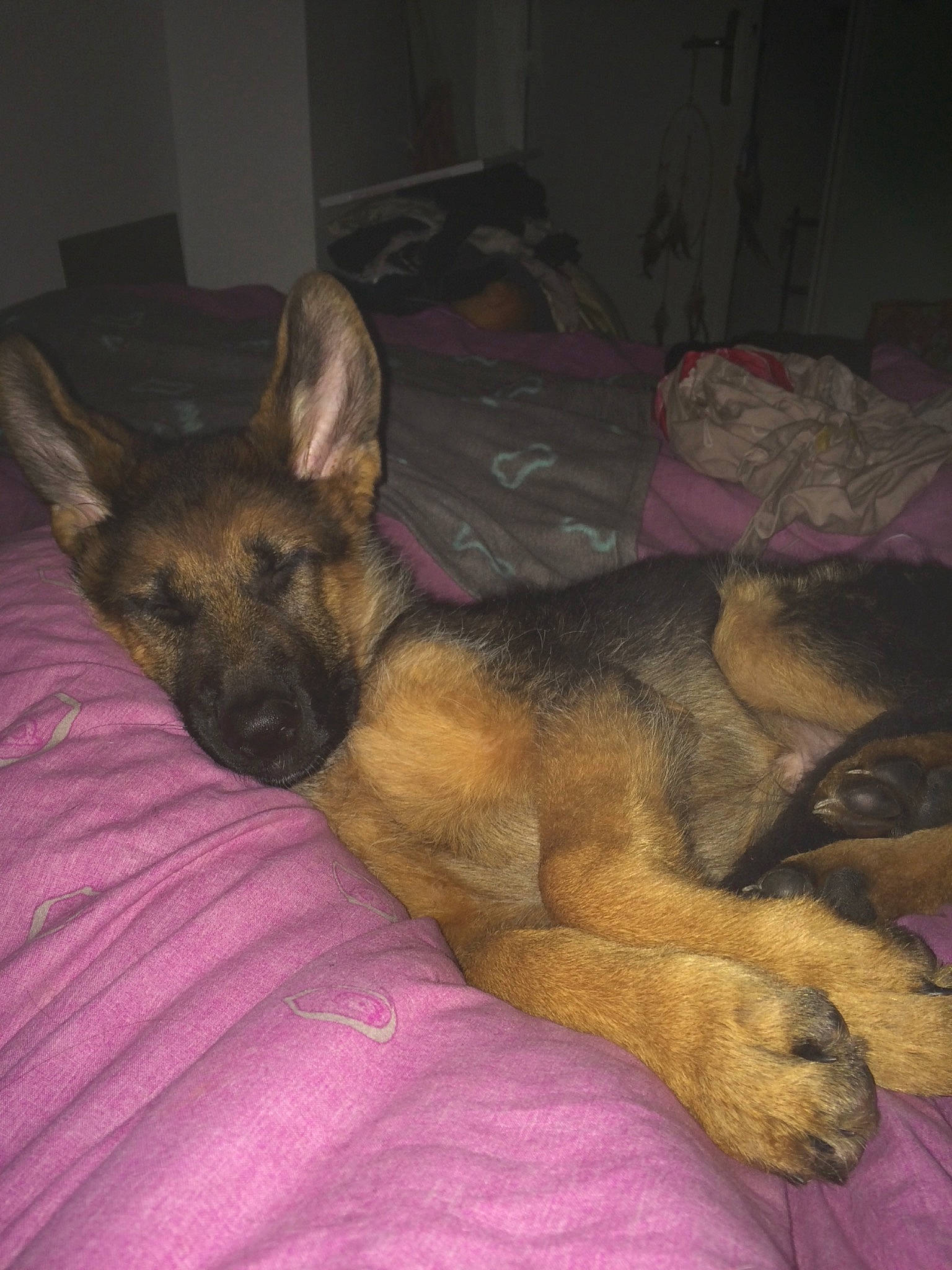 Pavo participe au concours pour gagner de l'argent avec cette photo : belgian_shepherd, belgian_shepherd_malinois, canidae, carnivore, dog, dog_breed, ear, fawn, german_shepherd_dog, mammal, old_german_shepherd_dog, snout, vertebrate