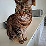 animal_portrait, appliance, cat, clean, closeup, countertop, domestic_animal, feline, fur, green_eyes, household, indoor, kitchen, microwave, pet, quiet, sitting, tabby, tile_floor, whiskers