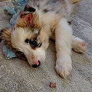 Maya is registered to the contest to win money with this photo: puppy, dog, carpet, toy, bone, treat, indoor, pet, cute, fluffy, laying_down, curious, young, animal, domestic_animal, fur, nose, paw, closeup, resting