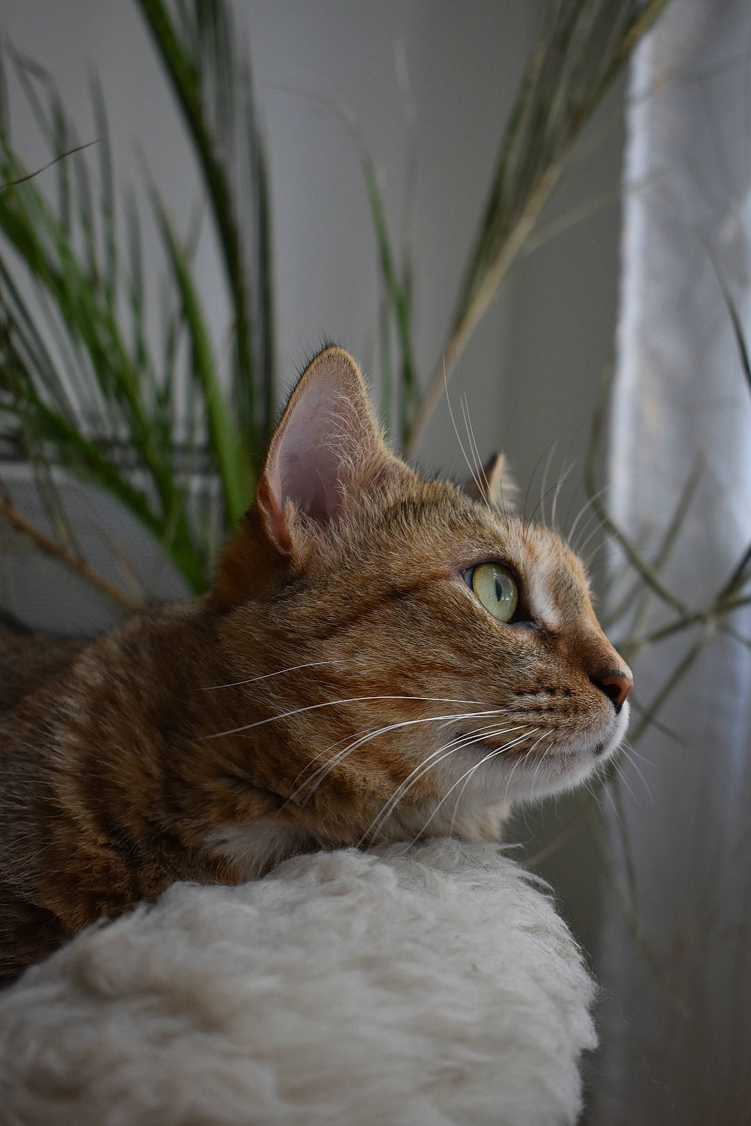 Iloa participe au concours pour gagner de l'argent avec cette photo : aegean_cat, american_wirehair, asian, carnivore, cat, domestic_short_haired_cat, dragon_li, european_shorthair, eye, fawn, felidae, fur, mammal, norwegian_forest_cat, plant, small_to_medium_sized_cats, snout, tabby_cat, tree, whiskers