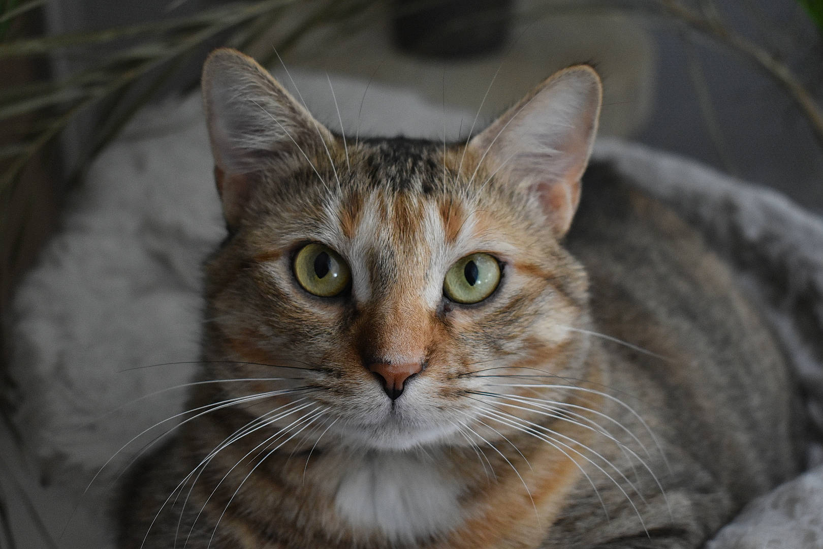 Iloa participe au concours pour gagner de l'argent avec cette photo : aegean_cat, american_shorthair, american_wirehair, asian, australian_mist, bengal, carnivore, cat, close_up, domestic_short_haired_cat, dragon_li, european_shorthair, eye, felidae, mammal, small_to_medium_sized_cats, snout, tabby_cat, vertebrate, whiskers