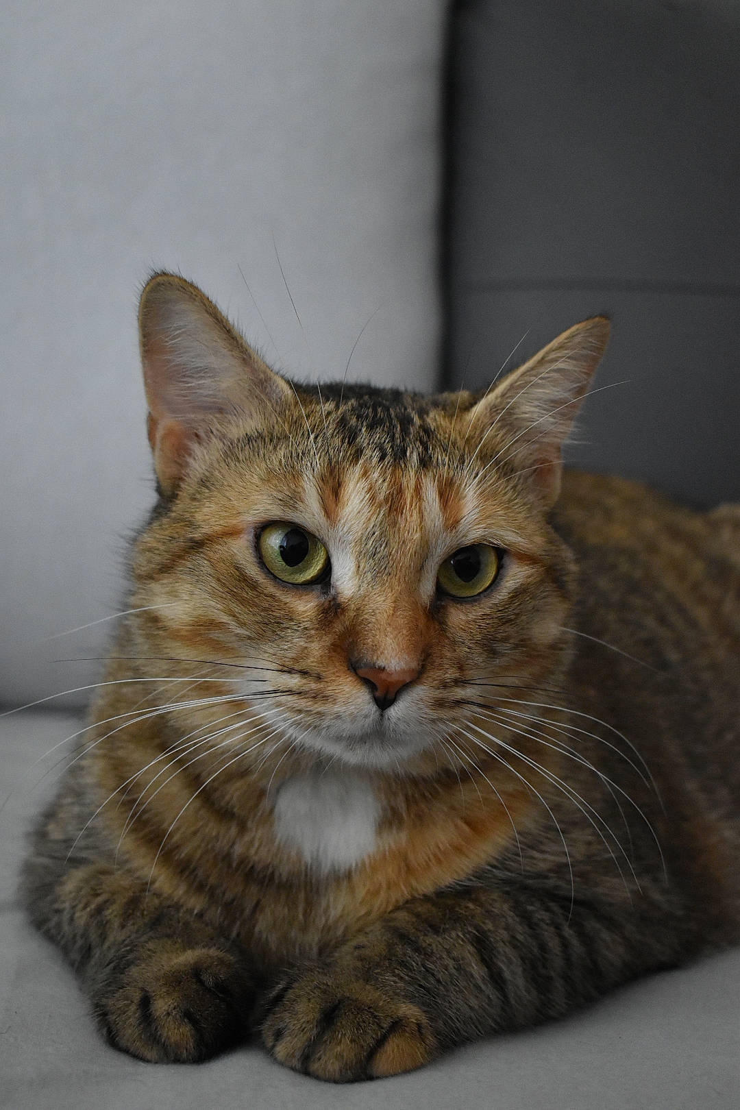 Iloa a rejoint le concours — aidez-le/la à gagner de superbes lots ! aegean_cat, american_bobtail, american_shorthair, asian, australian_mist, california_spangled, carnivore, cat, domestic_short_haired_cat, dragon_li, european_shorthair, felidae, kitten, mammal, pixie_bob, small_to_medium_sized_cats, tabby_cat, toyger, vertebrate, whiskers