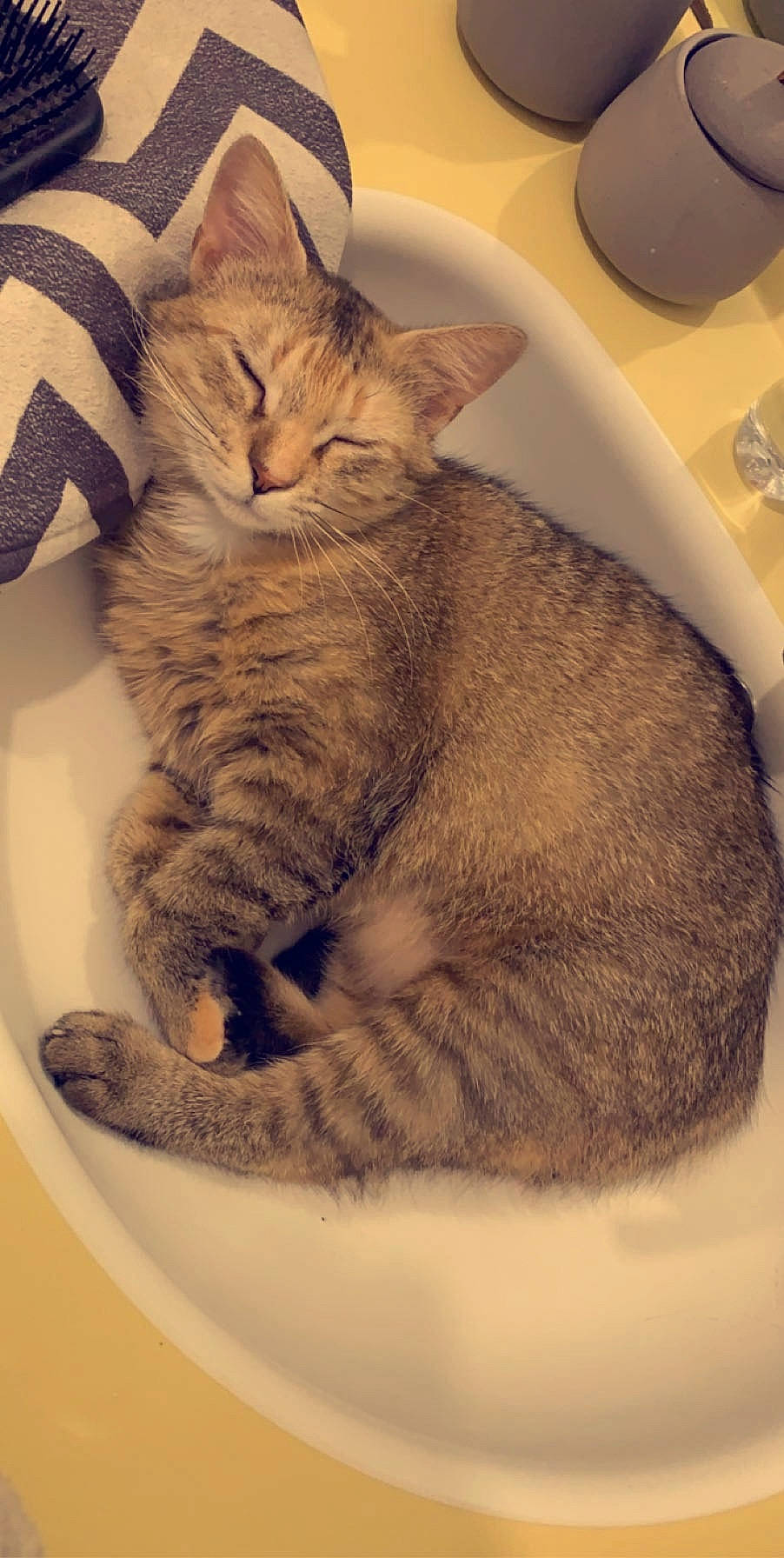 Iloa participe au concours pour gagner de l'argent avec cette photo : american_shorthair, asian, australian_mist, california_spangled, carnivore, cat, domestic_short_haired_cat, dragon_li, european_shorthair, felidae, kitten, mammal, nap, paw, pixie_bob, small_to_medium_sized_cats, snout, tabby_cat, tail, whiskers