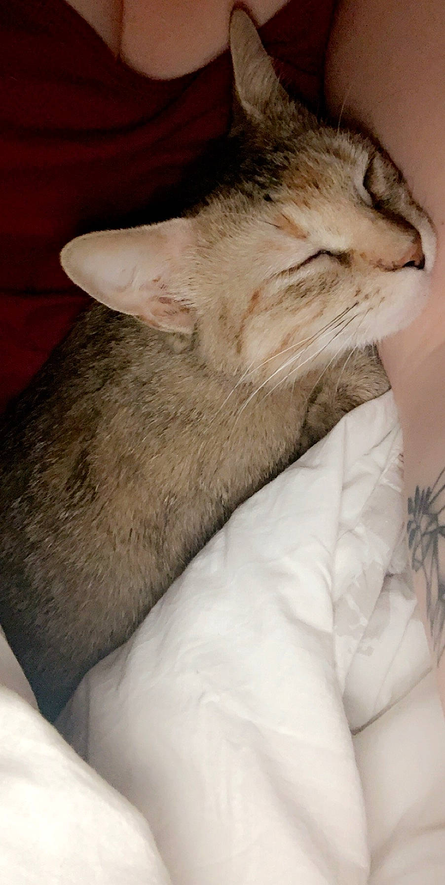 Iloa a rejoint le concours — aidez-le/la à gagner de superbes lots ! aegean_cat, asian, burmilla, carnivore, cat, domestic_short_haired_cat, ear, european_shorthair, felidae, fur, nap, nose, singapura, skin, sleep, small_to_medium_sized_cats, whiskers